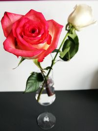 Close-up of rose flower vase on table