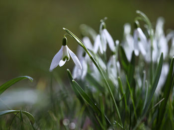 Close-up of white flowering plant