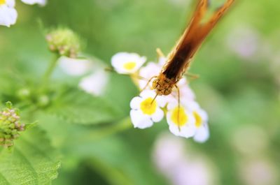 Close-up of insect on flower