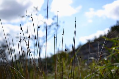 Close-up of grass on field against sky