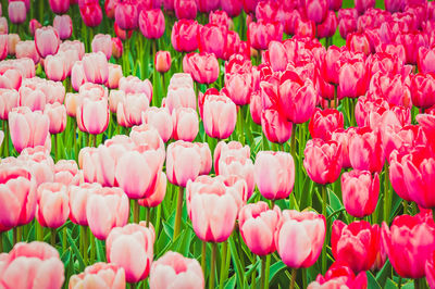 Pink and red tulips on the flowerbed in spring flower park. shallow depth of field.