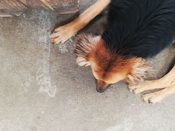 High angle view of dog sleeping