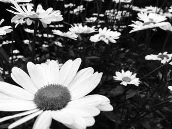 Close-up of fresh white cosmos flowers blooming outdoors