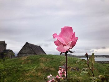 Close-up of pink flower against sky