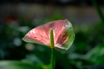 Close-up of pink lotus water lily