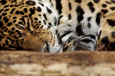 Jaguar lying down