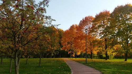 Trees by plants against sky during autumn