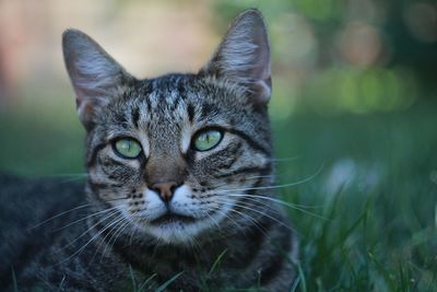 Close-up portrait of a cat