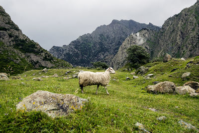 Sheep in a field