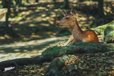 Deer resting in forest