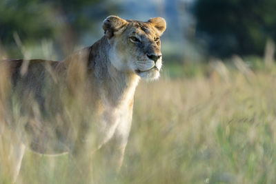 A lioness stands in the tall grass in the early morning