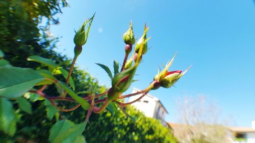 Close-up of flower buds growing against clear blue sky