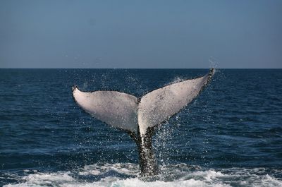 Scenic view of whale in sea