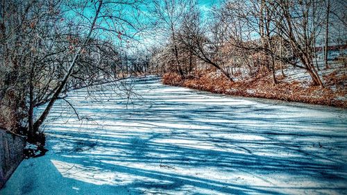 Bare trees on snow covered landscape