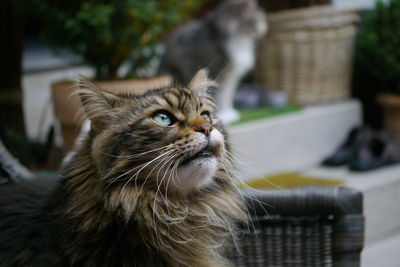 Close-up portrait of a cat looking away