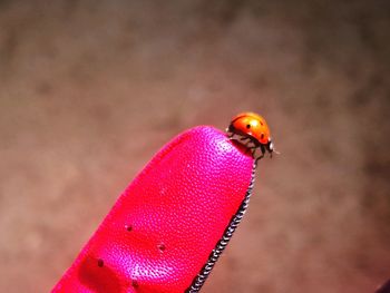 Close-up of ladybug