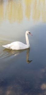 Swan swimming in a lake