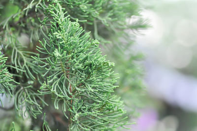 Close-up of pine tree