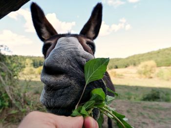 Close-up of hand feeding donkey on field