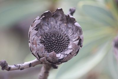 Close-up of plant against blurred background