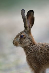 Am european hare leveret up close 