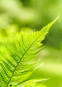 Beautiful green fern leaves foliage in the forest.