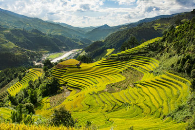 Scenic view of agricultural field against sky