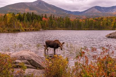 Horses in a lake with mountains in background