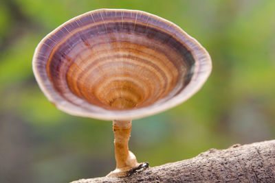 Close-up of snail