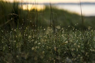 Close-up of water drops on grass