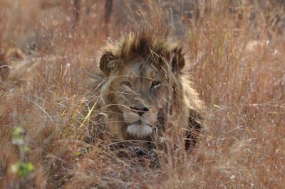 Plants growing on field