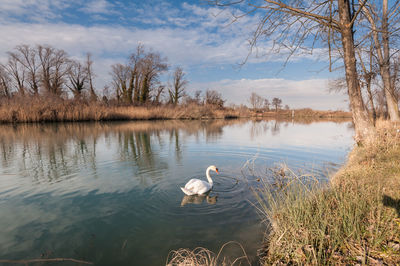 Swan swimming in lake against sky