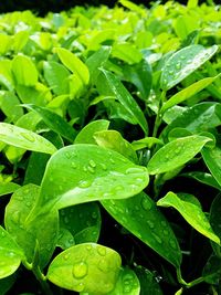 Full frame shot of raindrops on plants