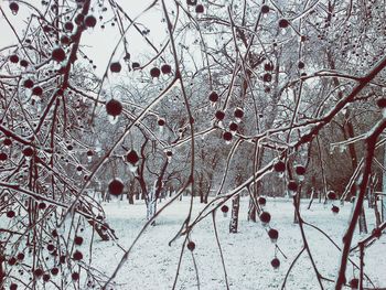 Low angle view of flowers on tree