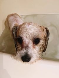 Close-up portrait of dog