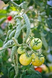 Close-up of fruit growing on plant