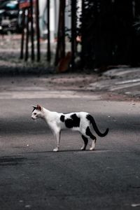View of a dog walking on road