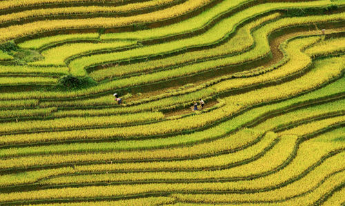 Full frame shot of rice paddy