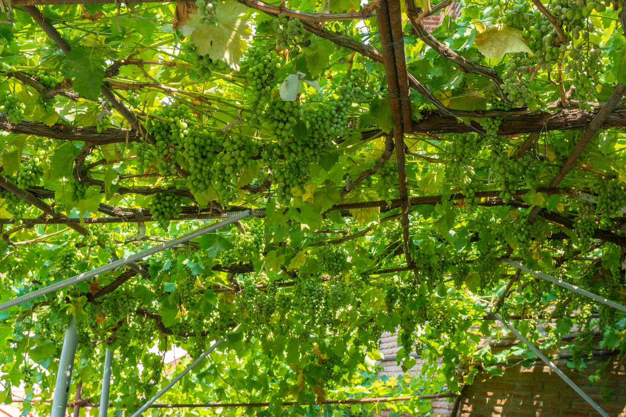 LOW ANGLE VIEW OF BAMBOO TREES