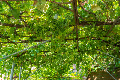 Low angle view of bamboo trees in forest