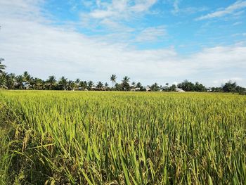 Scenic view of agricultural field against sky