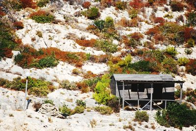Plants growing on tree