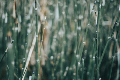 Close-up of raindrops on grass