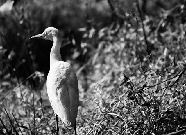 animal themes, bird, animals in the wild, wildlife, one animal, focus on foreground, perching, nature, beak, full length, side view, plant, branch, outdoors, day, close-up, grass, no people, beauty in nature, tree