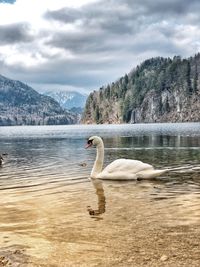 Swan swimming on lake against mountains