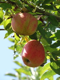 Close-up of apples on tree