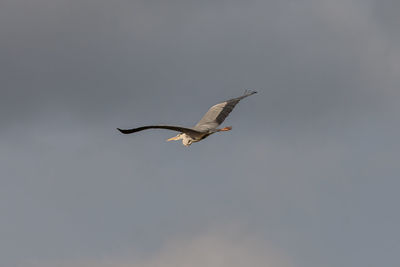 Low angle view of eagle flying in sky