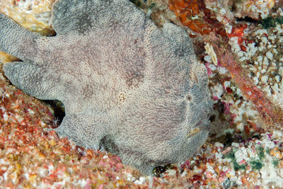 Close-up of fish underwater