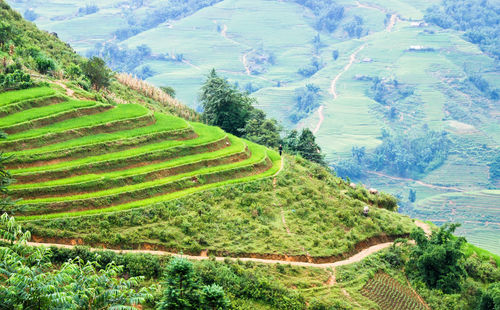 Scenic view of agricultural field