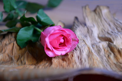 Close-up of pink rose on table